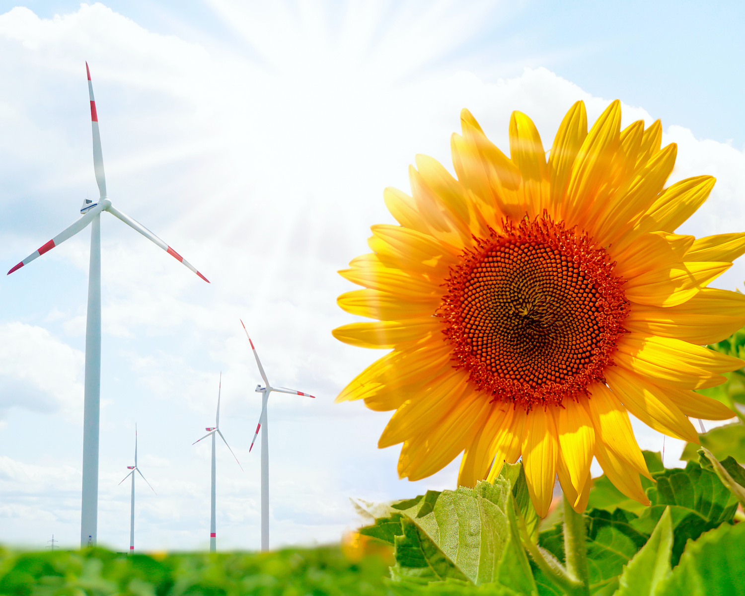 Windräder im Hintergrund und Sonnenblume im Vordergrund